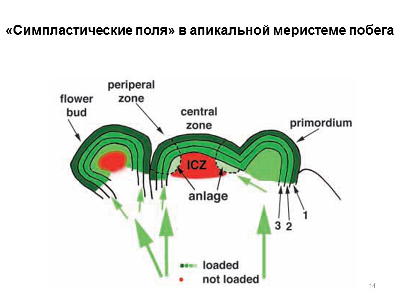 14 «Симпластические поля» в апикальной меристеме побега